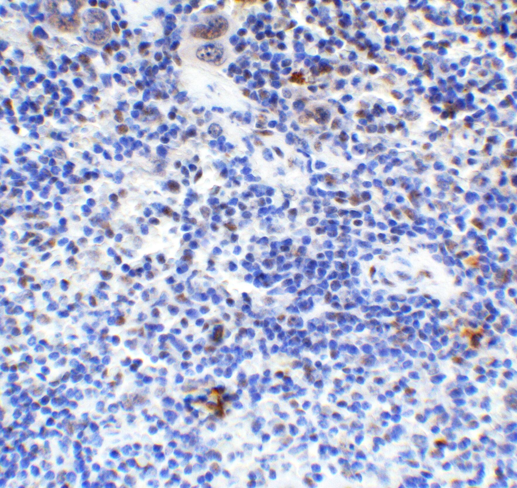 HMGB1/HMG-1 Antibody - BSA Free
