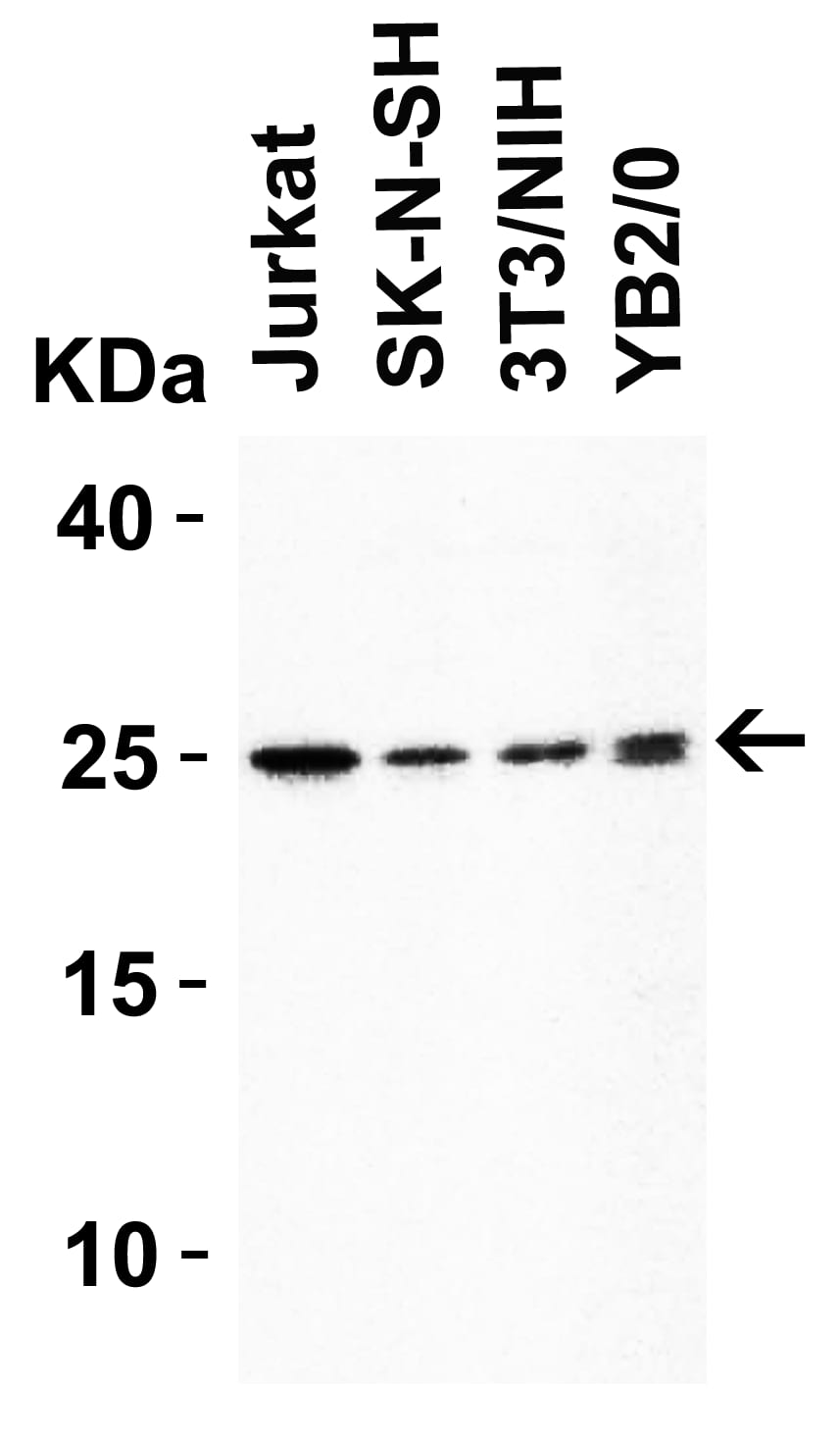 HMGB1/HMG-1 Antibody - BSA Free
