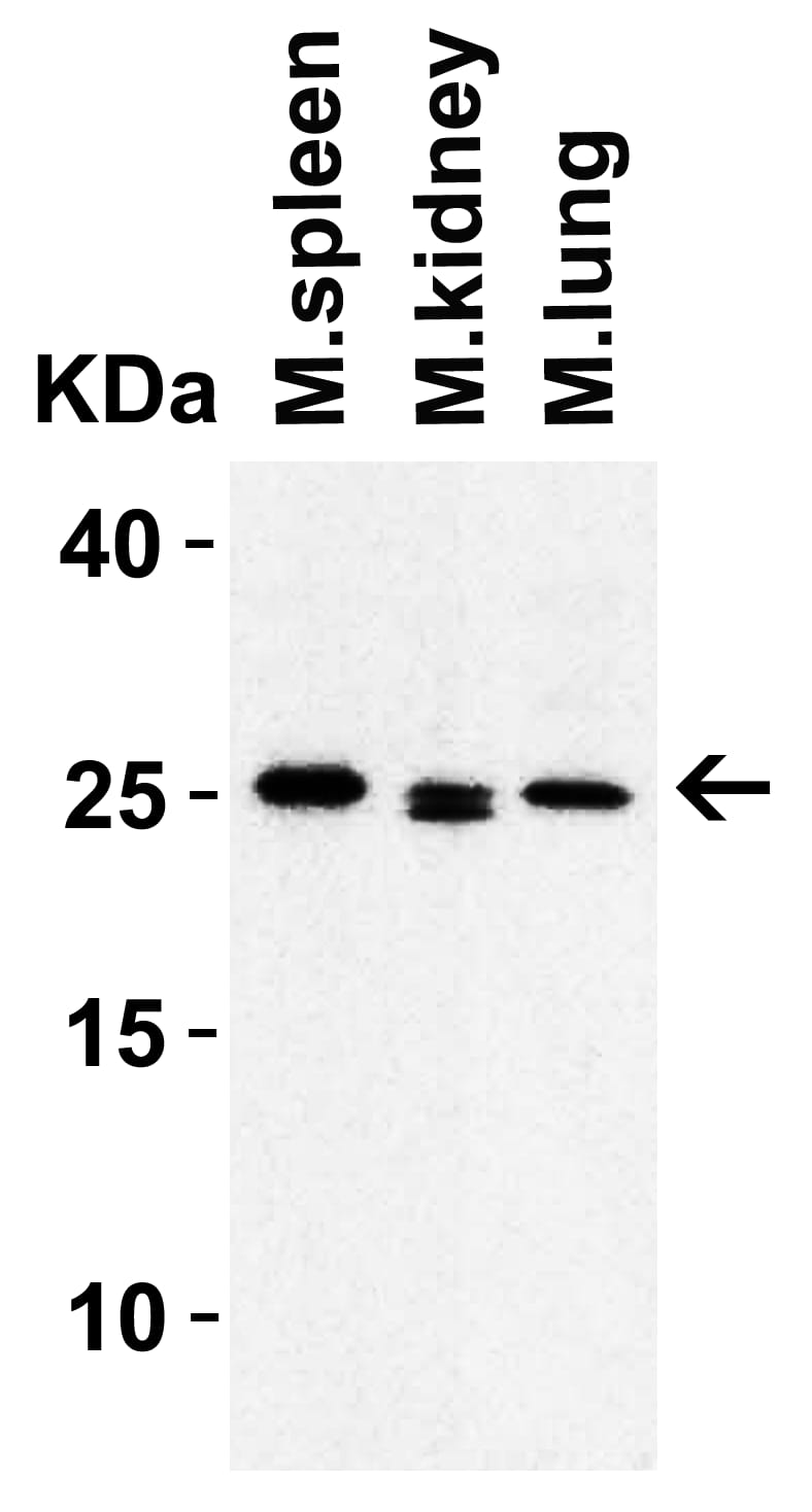HMGB1/HMG-1 Antibody - BSA Free