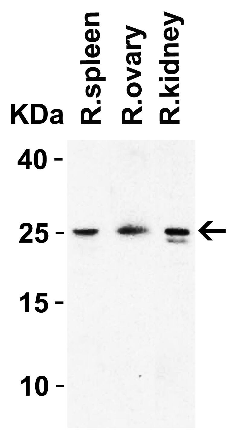 HMGB1/HMG-1 Antibody - BSA Free