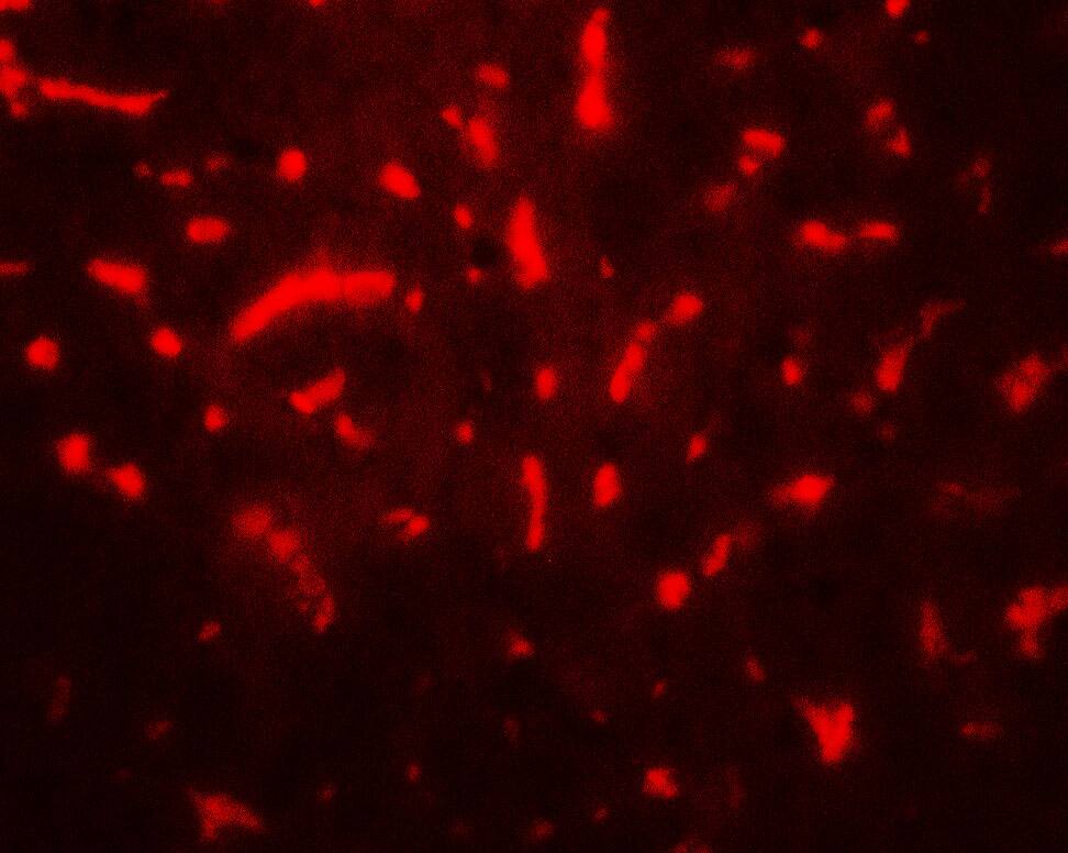 TAF9 Antibody - BSA Free