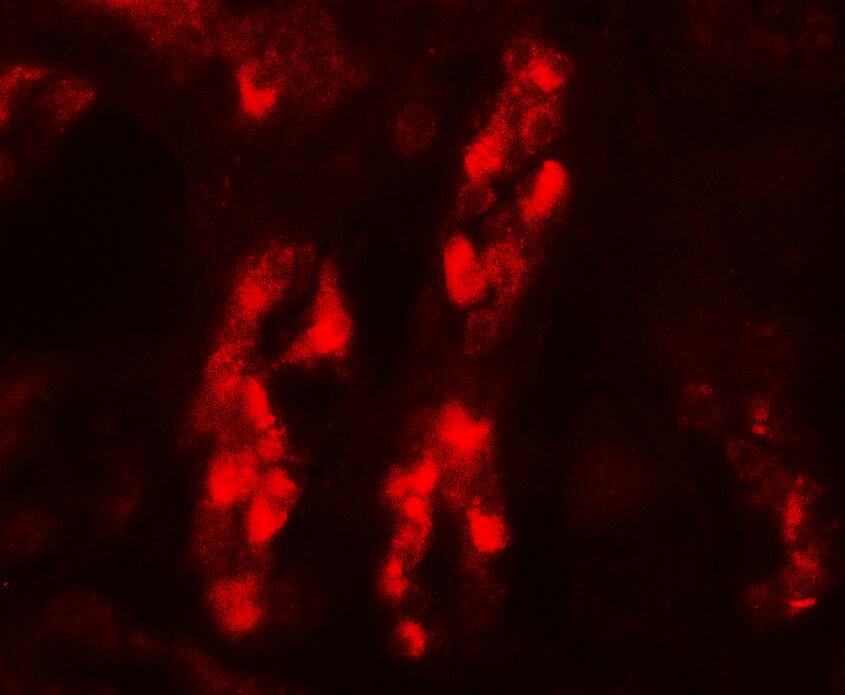 GDPD5 Antibody - BSA Free