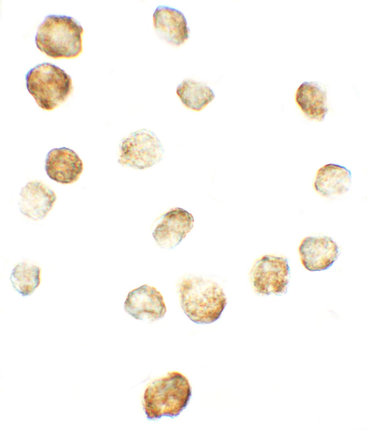 FKBP12 Antibody - BSA Free