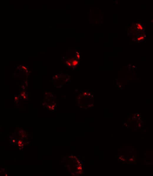 FKBP12 Antibody - BSA Free