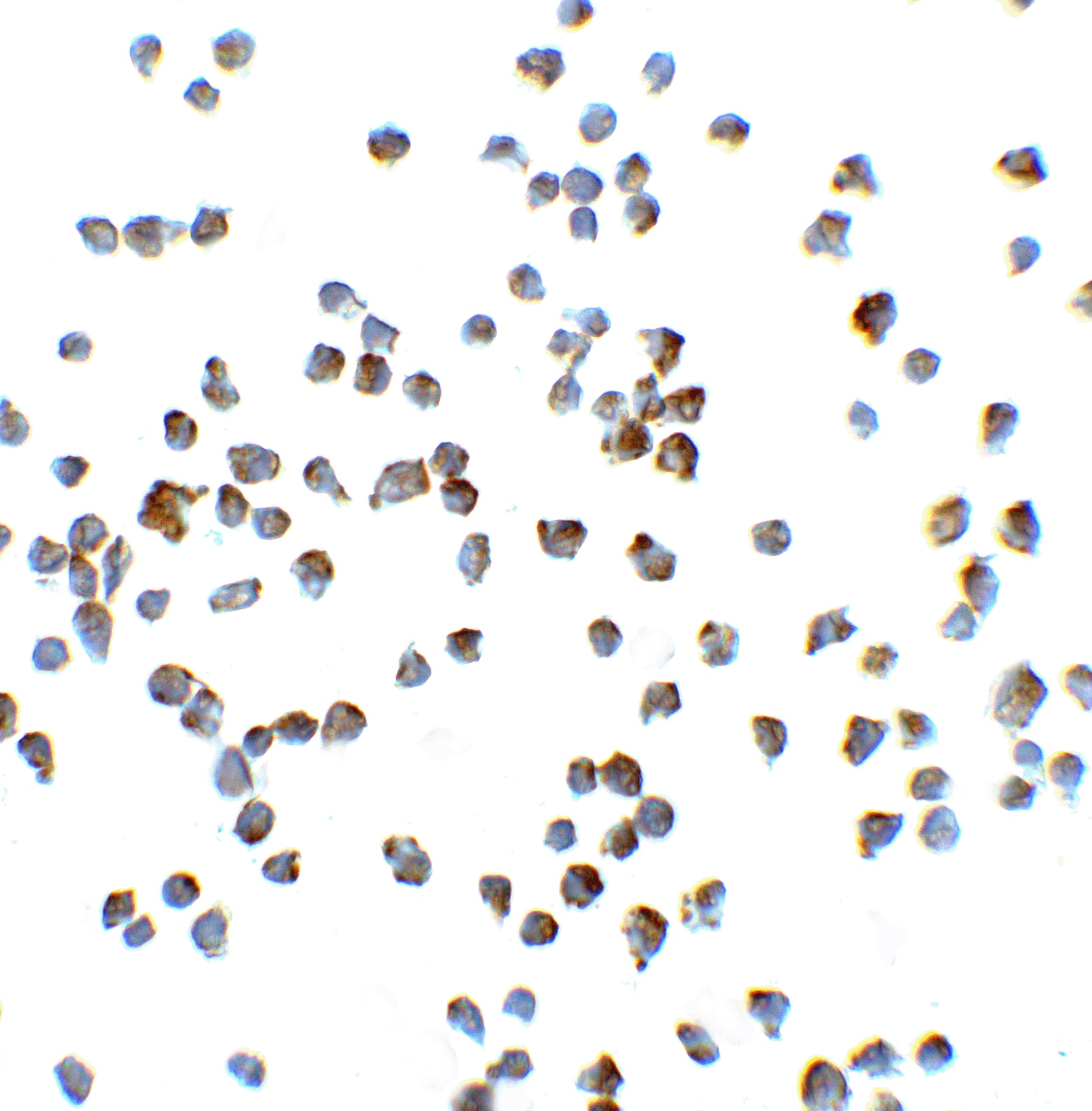 Vinculin Antibody - BSA Free