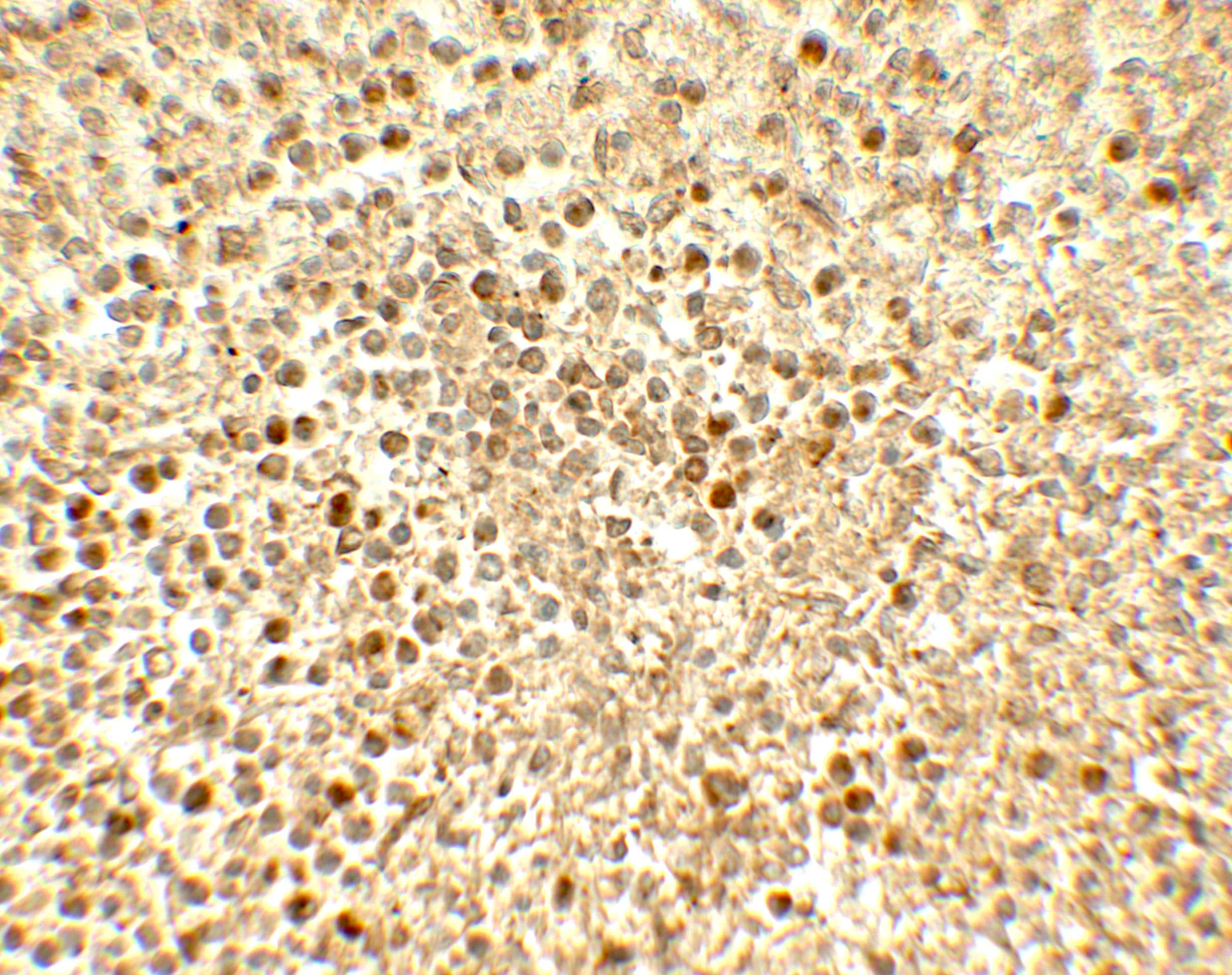 SREBP2 Antibody - BSA Free