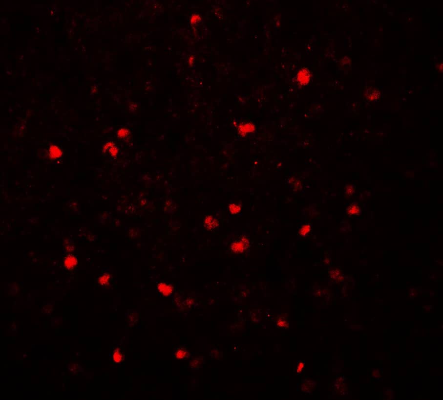 SREBP2 Antibody - BSA Free