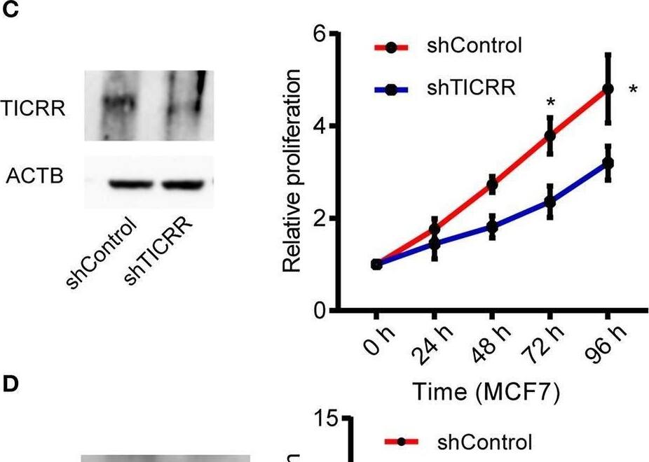 TICRR Antibody - BSA Free