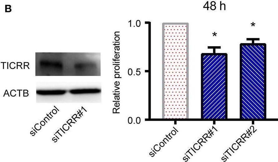 TICRR Antibody - BSA Free