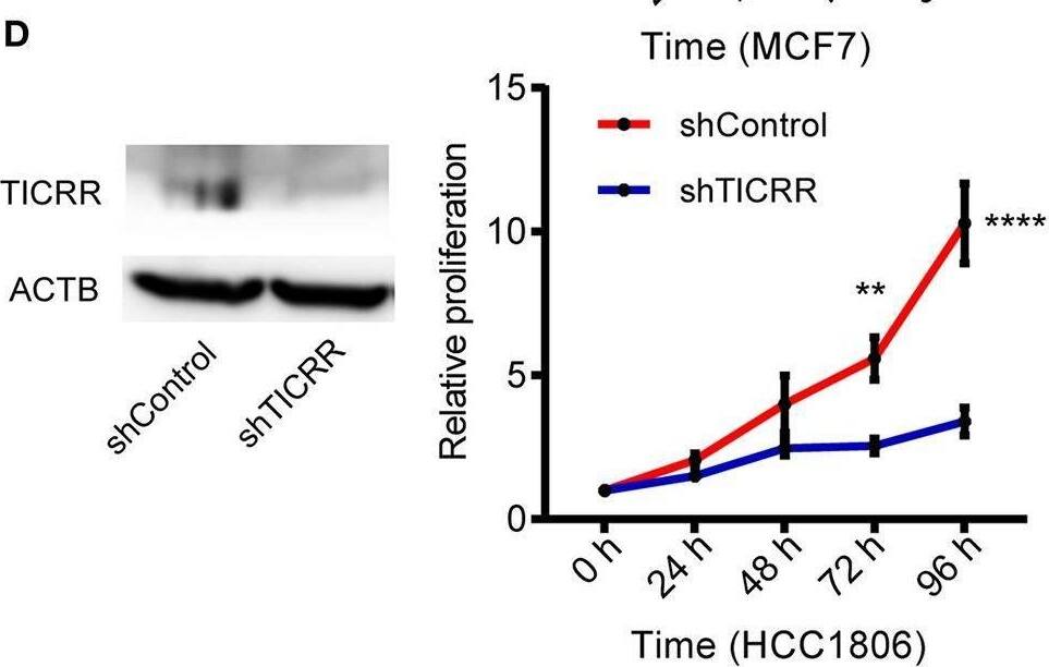 TICRR Antibody - BSA Free