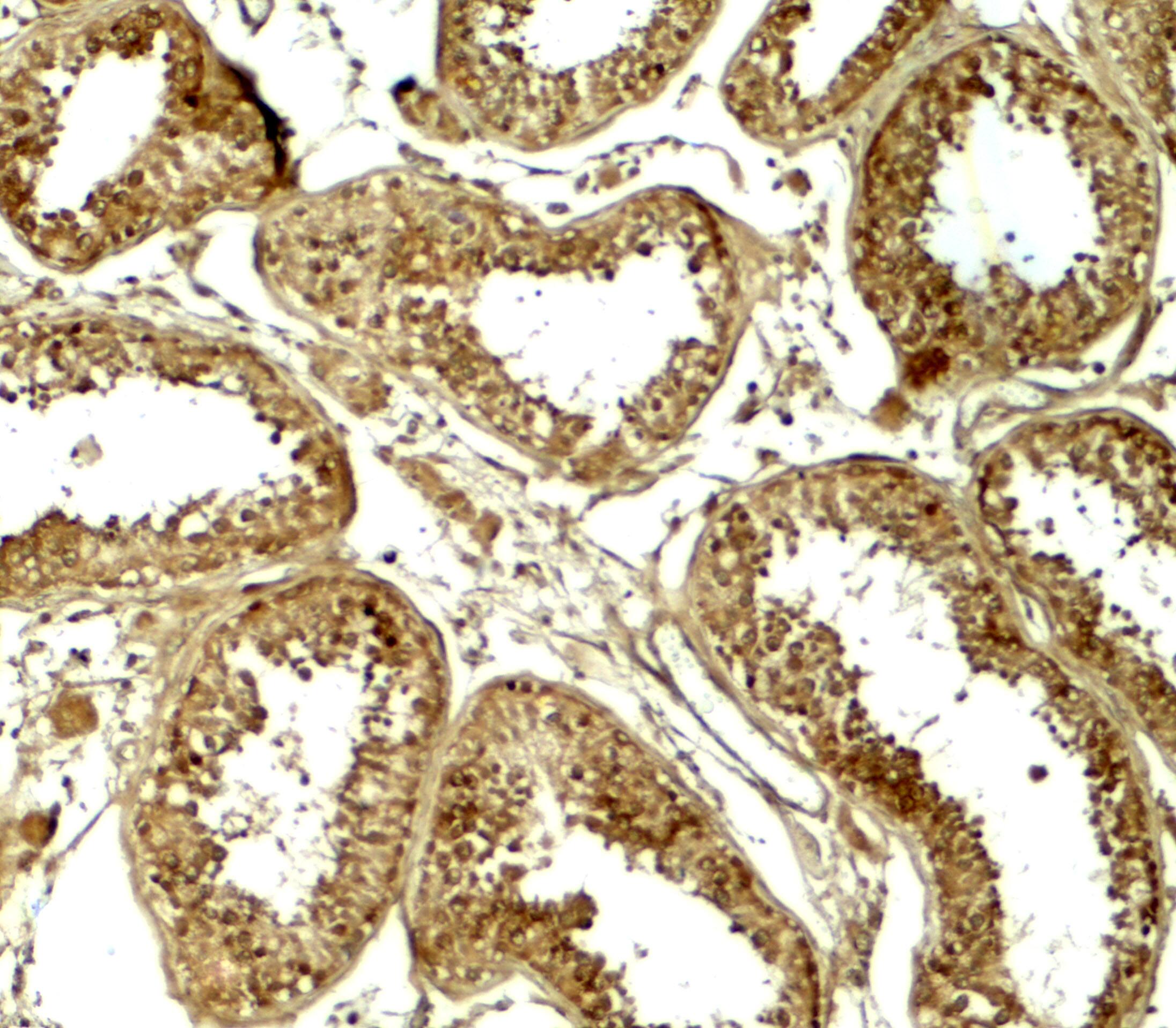 HDAC6 Antibody - BSA Free