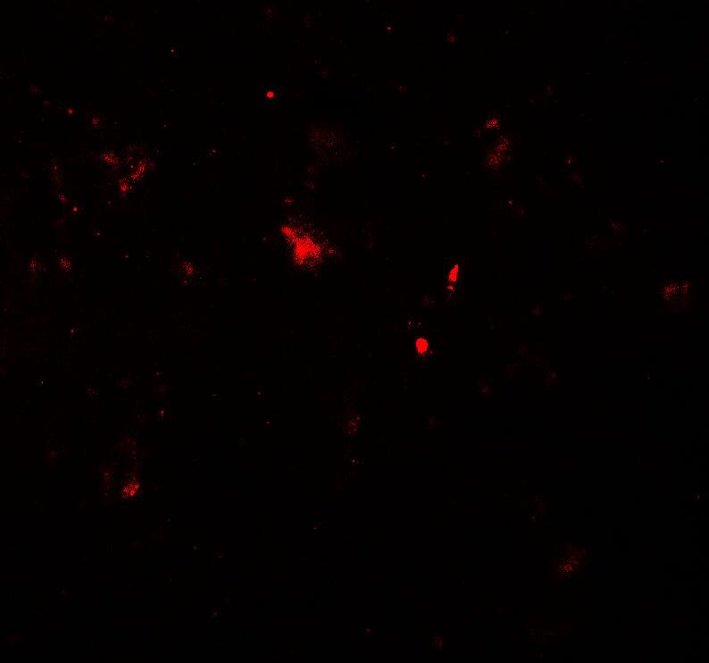 Parkin Antibody - BSA Free