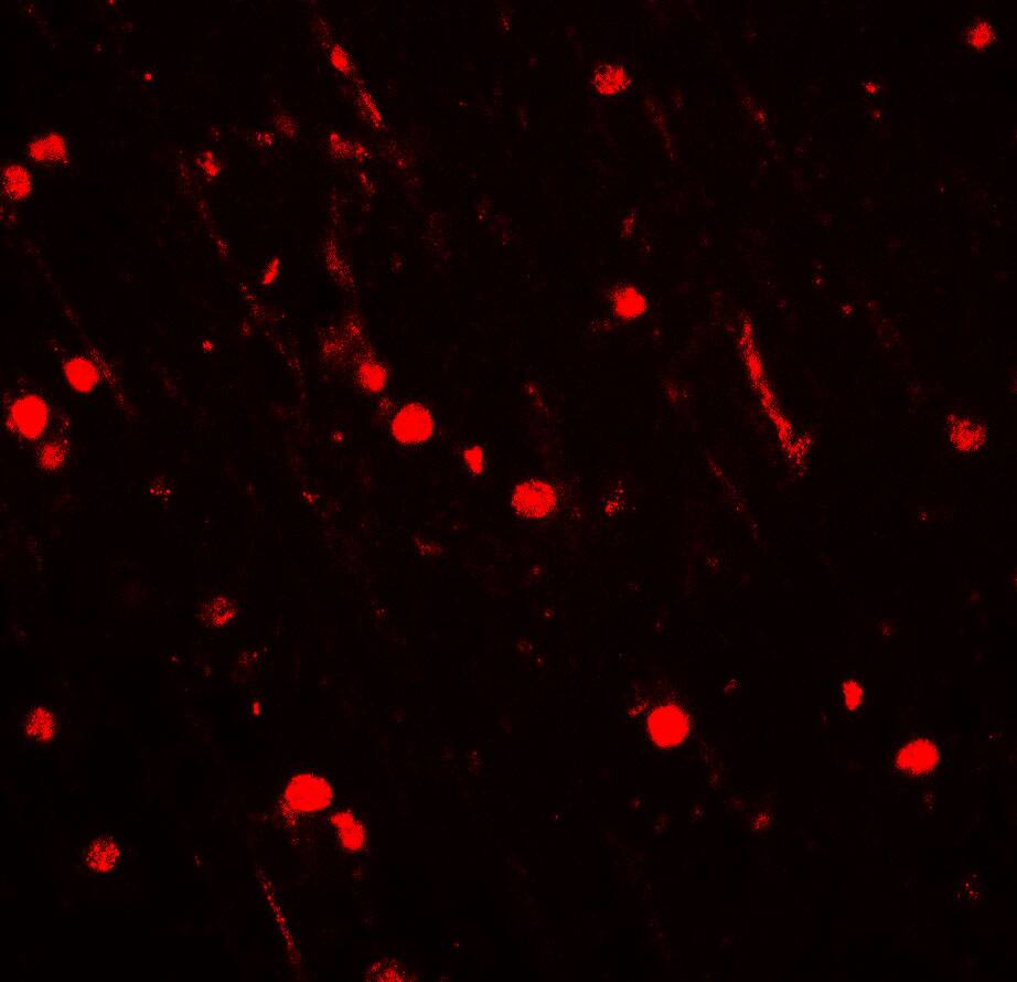CYBB/NOX2 Antibody - BSA Free