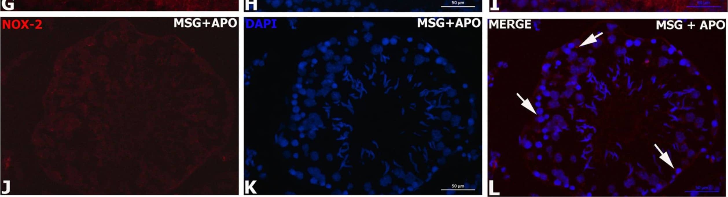 CYBB/NOX2 Antibody - BSA Free