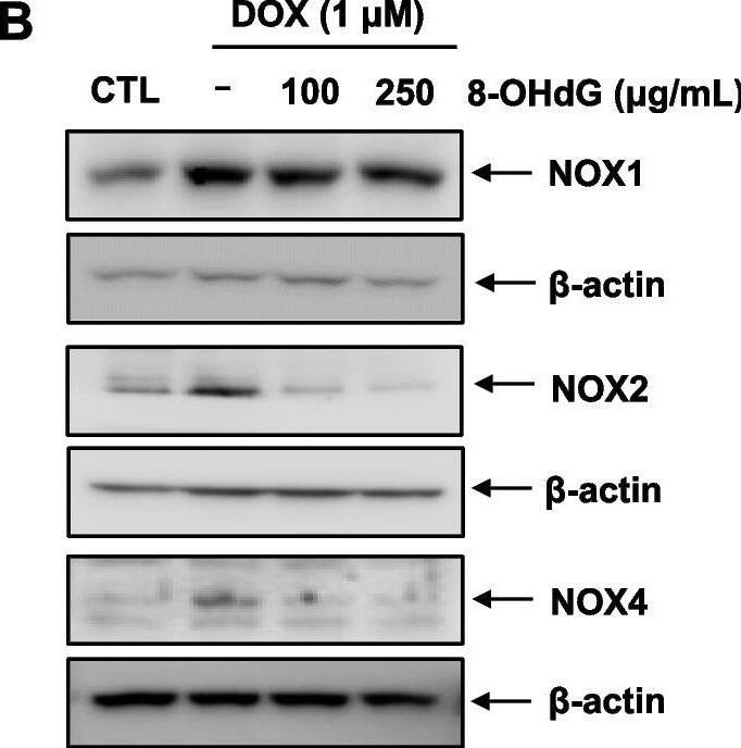 CYBB/NOX2 Antibody - BSA Free