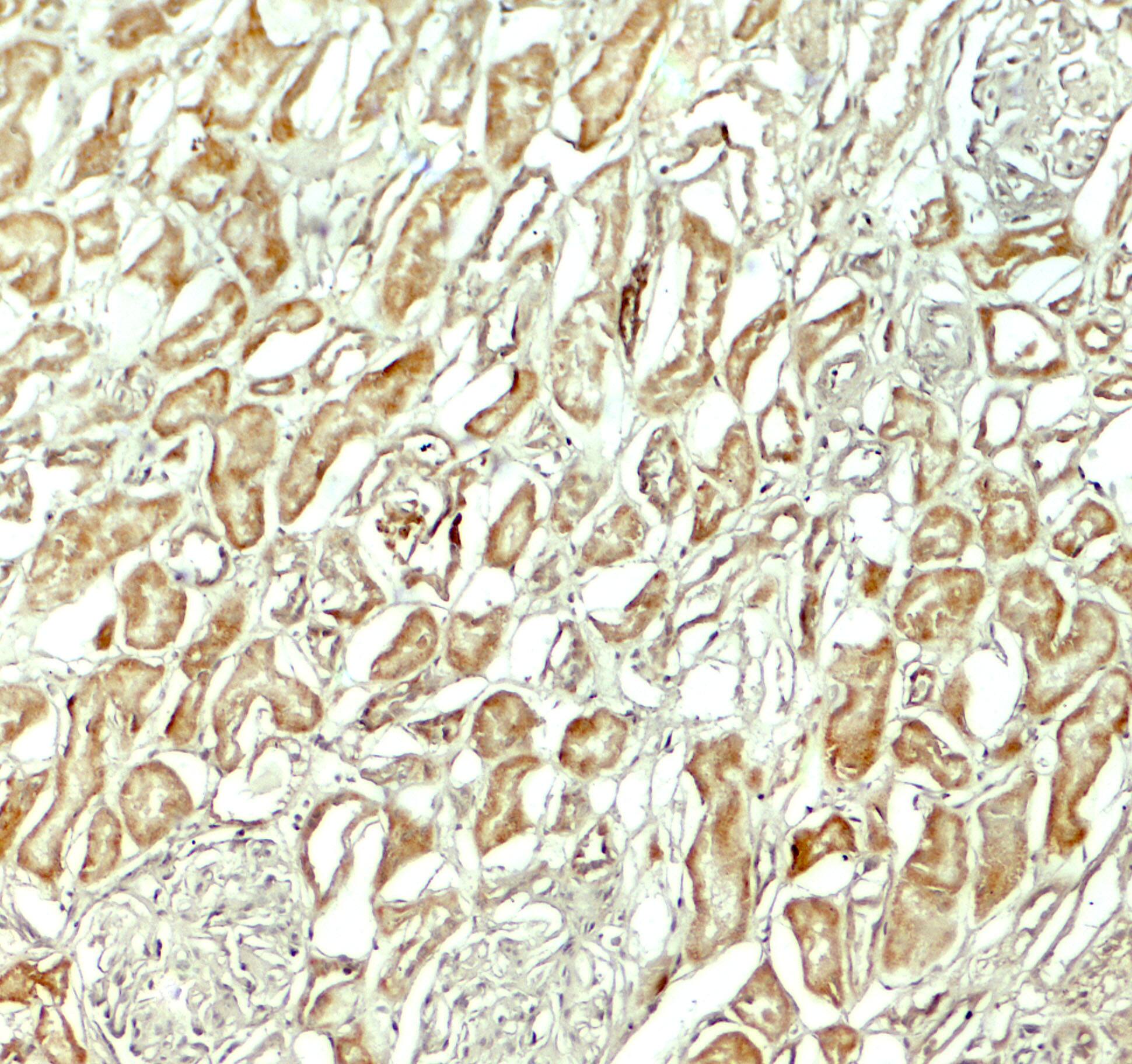 NOX3 Antibody - BSA Free