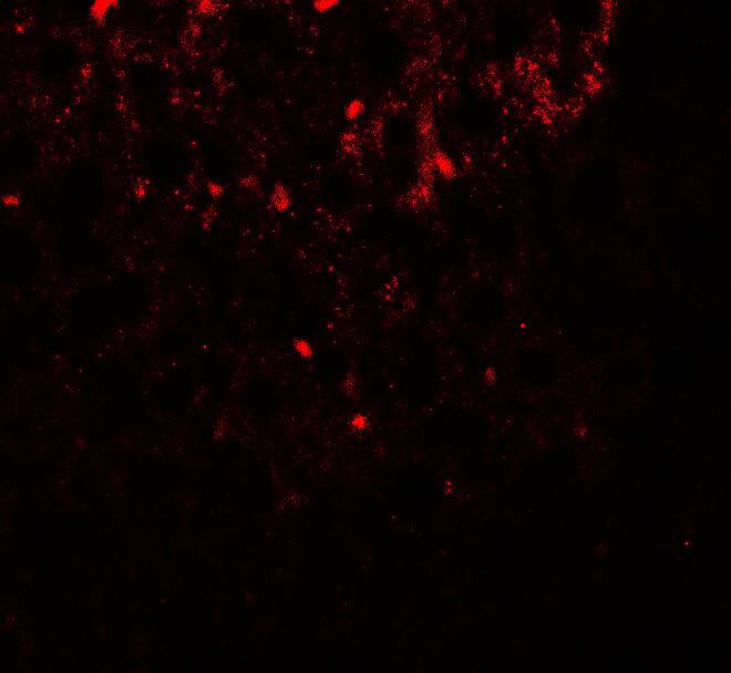 SHBG Antibody - BSA Free