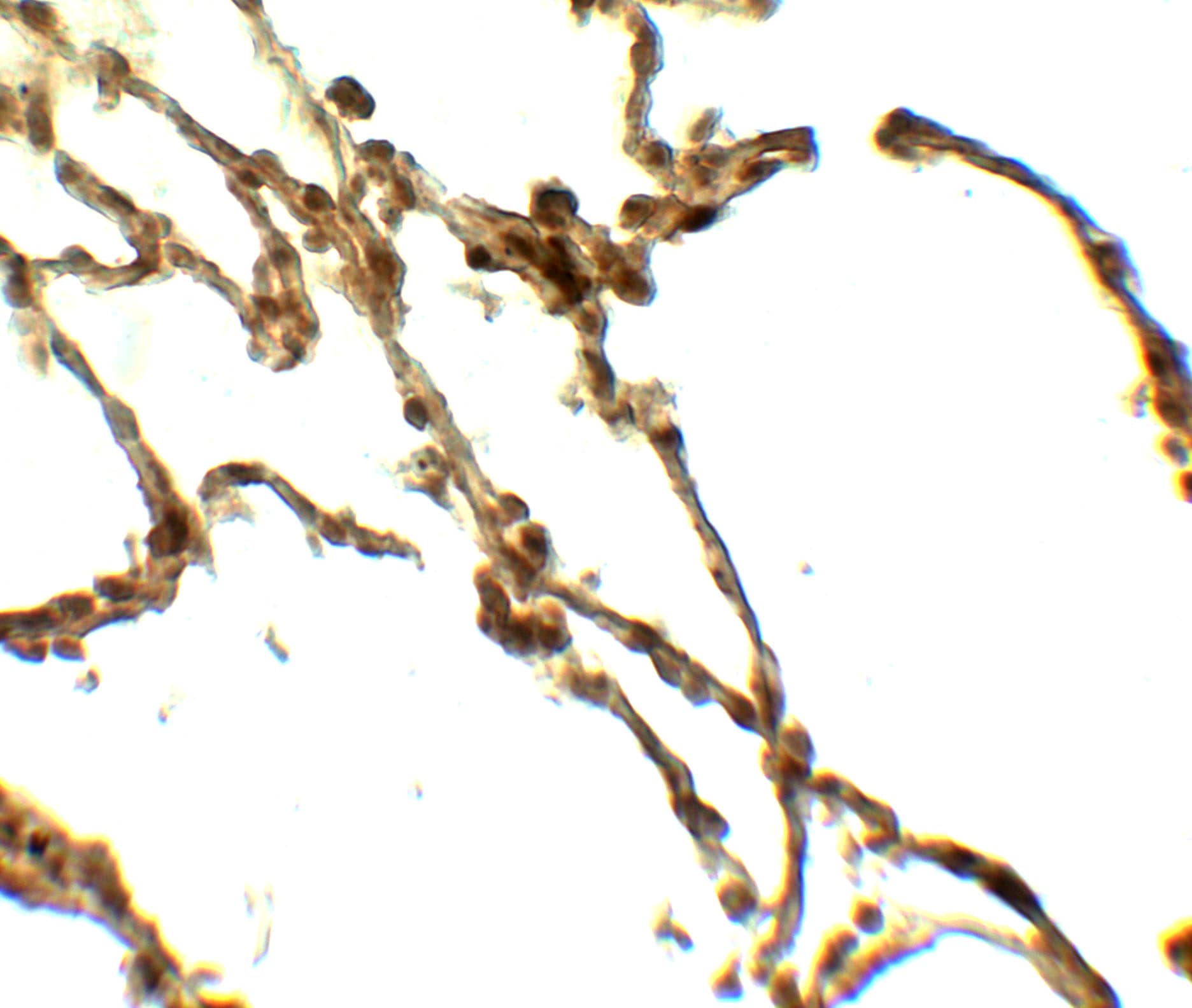 CD55/DAF Antibody - BSA Free