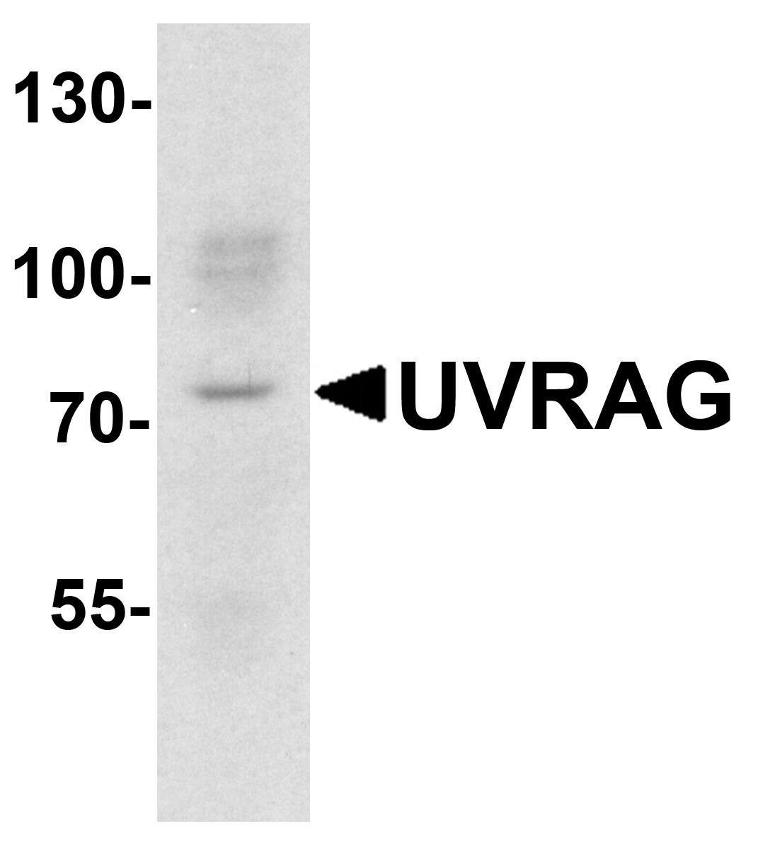 SMURF1 Antibody - BSA Free