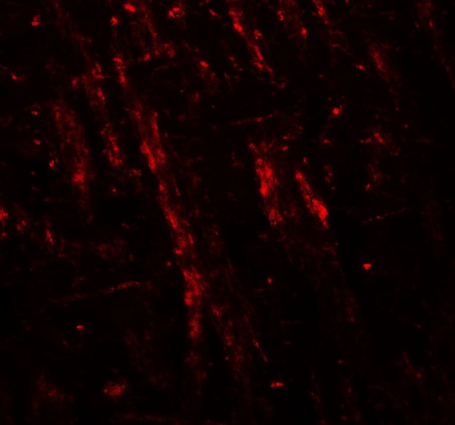 Neuroligin 2/NLGN2 Antibody - BSA Free