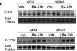 GliS2 Antibody - BSA Free
