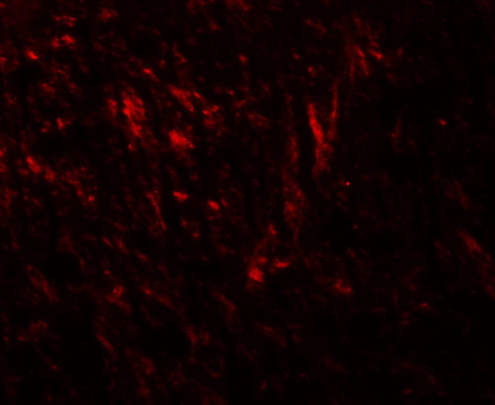 Teneurin-1 Antibody - BSA Free