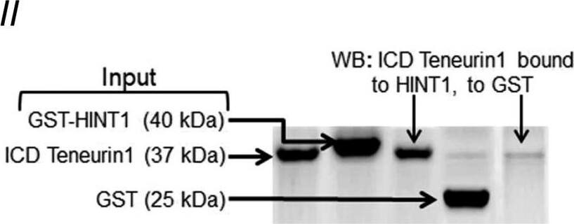 Teneurin-1 Antibody - BSA Free