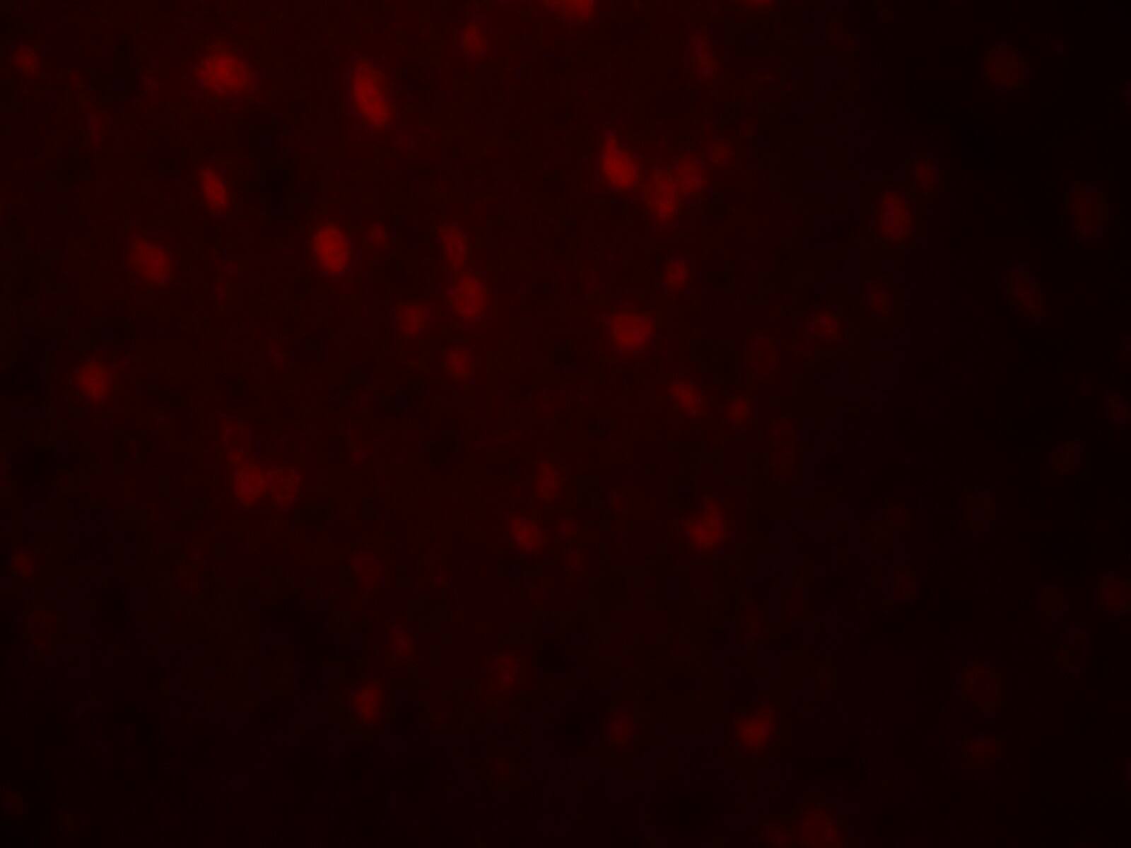 Relaxin-3 Antibody - BSA Free