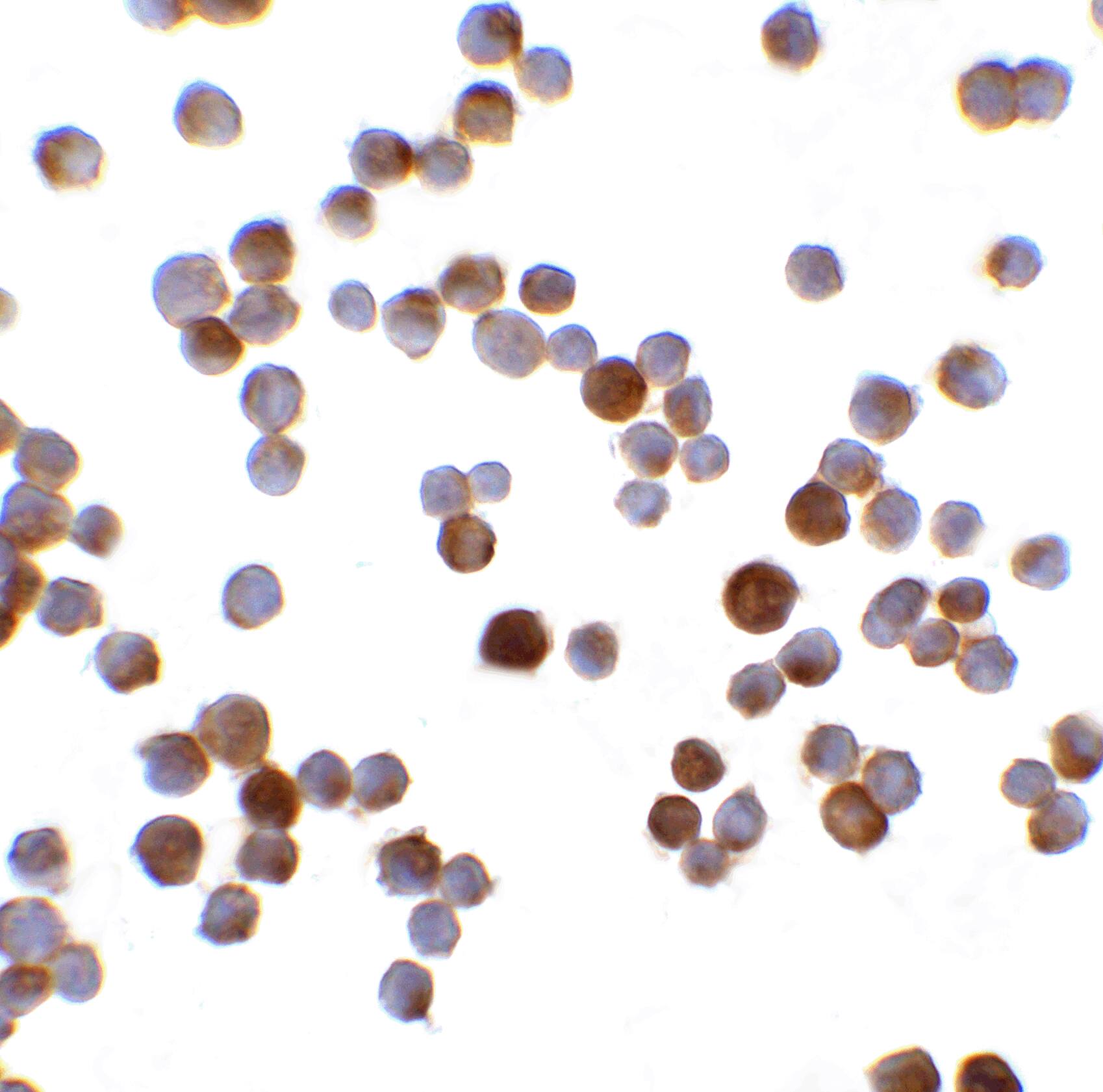 MAGEA4 Antibody - BSA Free