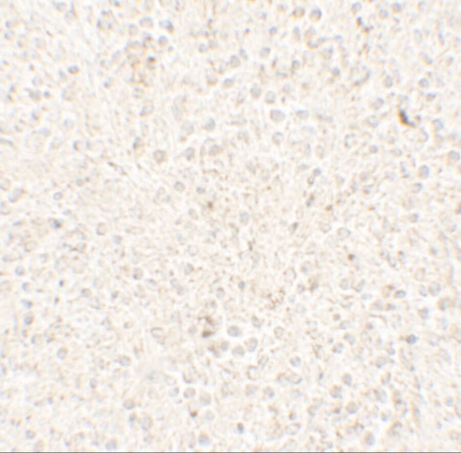 COMMD7 Antibody - BSA Free