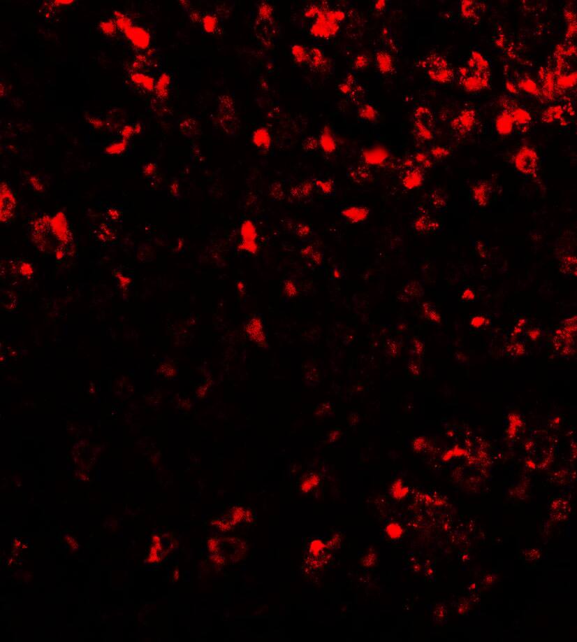 COMMD7 Antibody - BSA Free