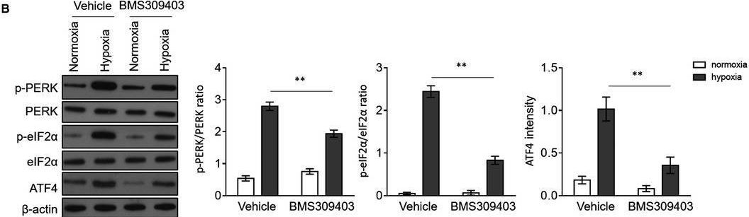 ATF4 Antibody (S360A-24) - BSA Free