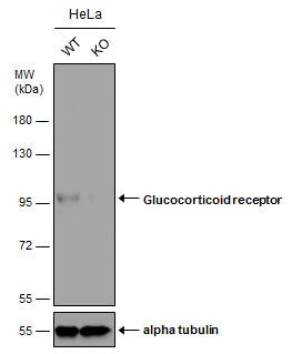 GR/NR3C1 Antibody