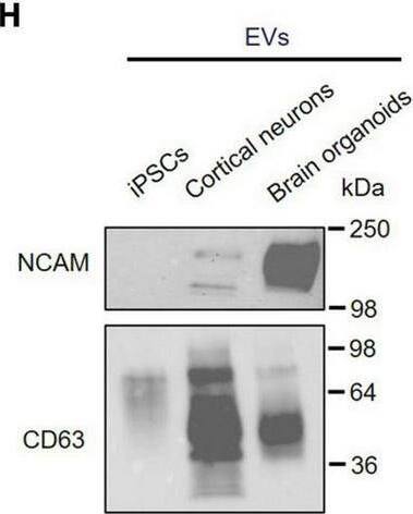 CD63 Antibody (H5C6) - BSA Free