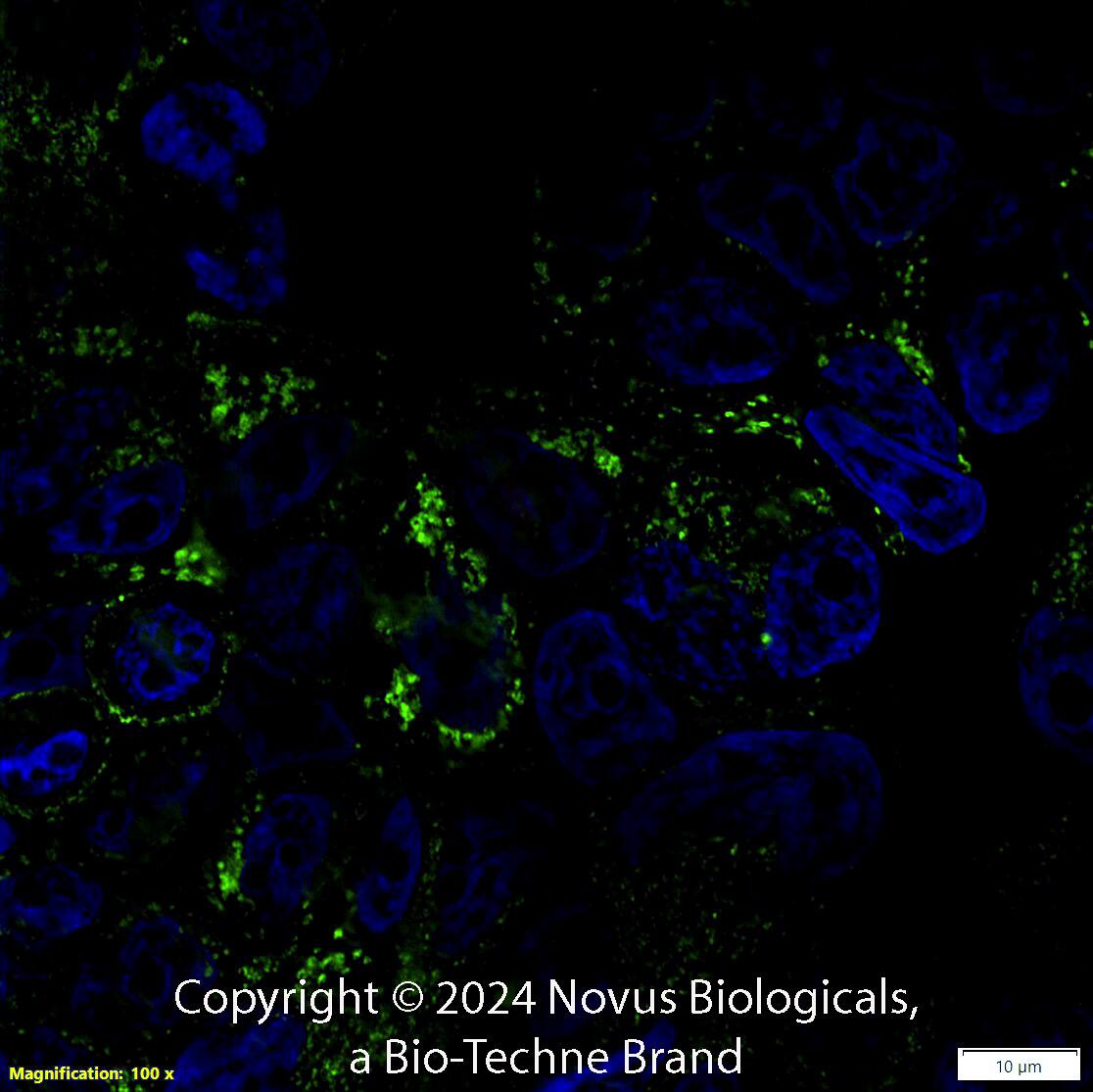 CD63 Antibody (H5C6) [Alexa Fluor® 488]