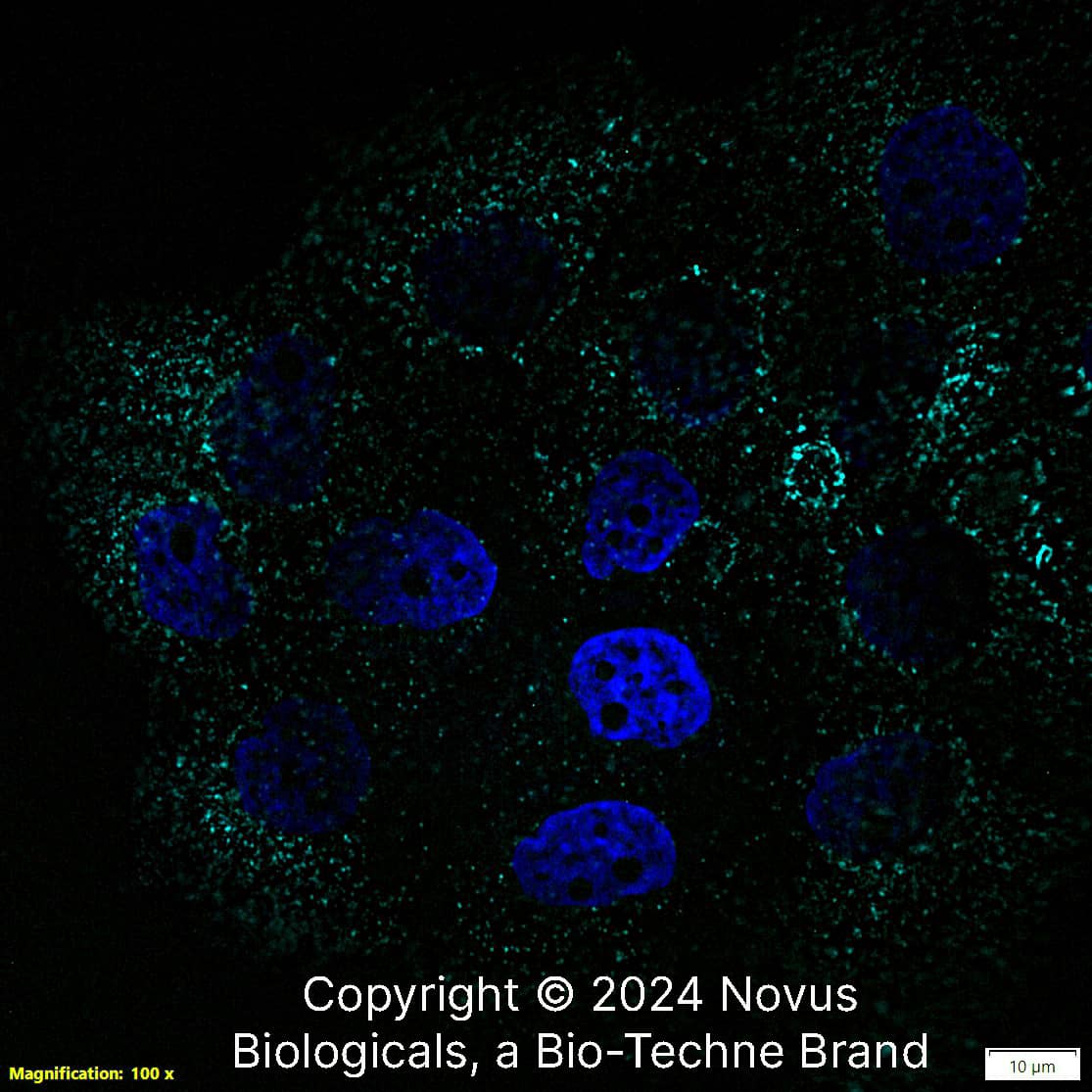 CD63 Antibody (H5C6) [Alexa Fluor® 647]