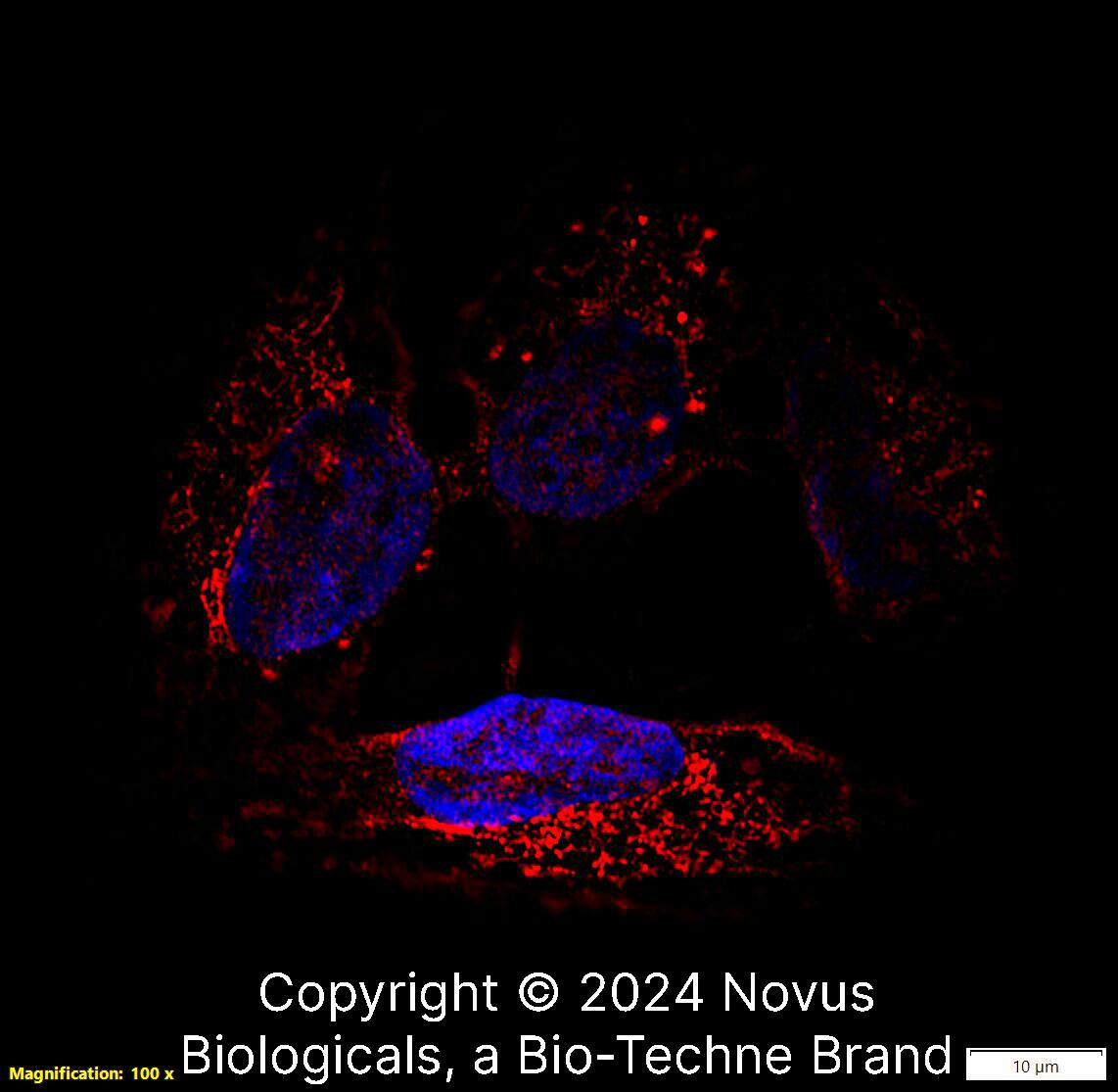 CD63 Antibody (H5C6) [Biotin]
