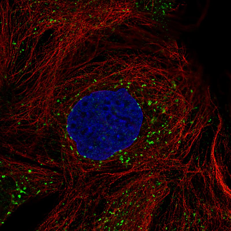 ACAA1 Antibody (CL2663) - BSA Free Immunocytochemistry/ Immunofluorescence: ACAA1 Antibody (CL2663) [NBP2-42382]