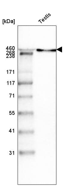Laminin Antibody (CL3087) - BSA Free Western Blot: Laminin alpha 1 Antibody (CL3087) [NBP3-52488]