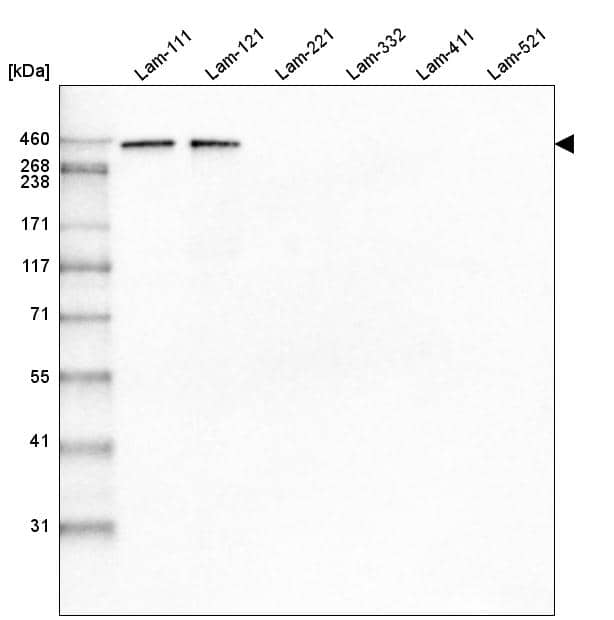 Laminin Antibody (CL3087) - BSA Free Western Blot: Laminin alpha 1 Antibody (CL3087) [NBP3-52488]