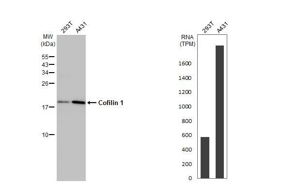 Cofilin Antibody (567)