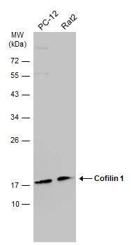 Cofilin Antibody (567) - Azide and BSA Free