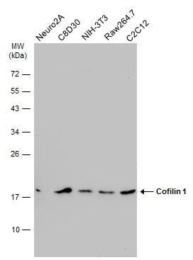 Cofilin Antibody (567) - Azide and BSA Free