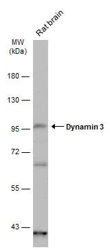 Dynamin 3 Antibody