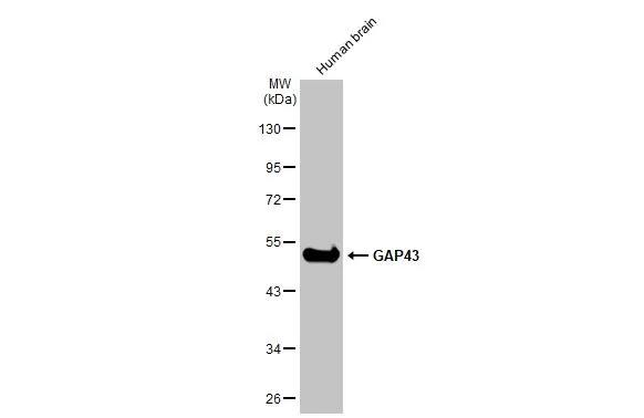 GAP-43 Antibody