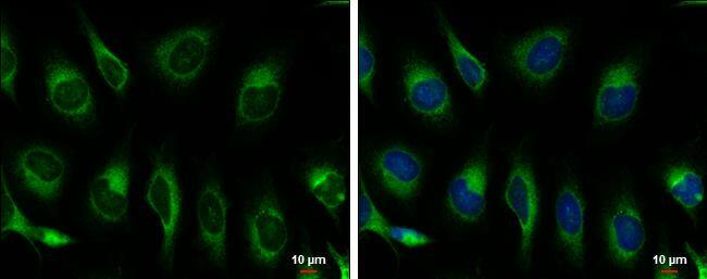 GRP78/HSPA5 Antibody - BSA Free