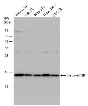 Histone H2B Antibody