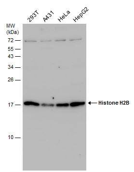 Histone H2B Antibody