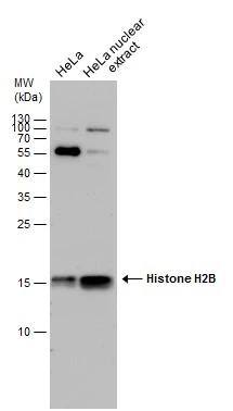 Histone H2B type 2E Antibody - BSA Free