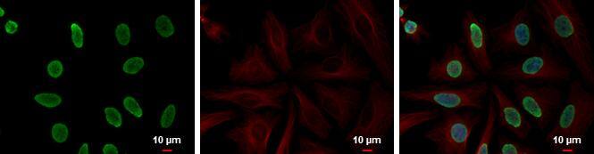 Histone H4 Antibody - BSA Free